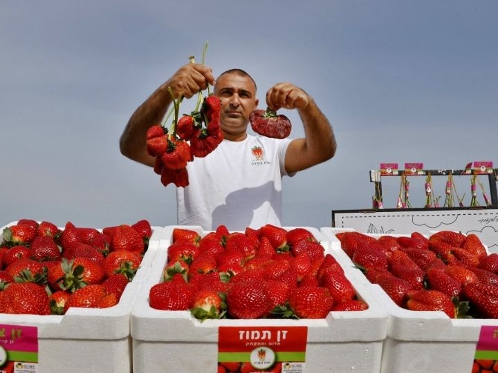 Heaviest Strawberry In The World Broke Japan S Record