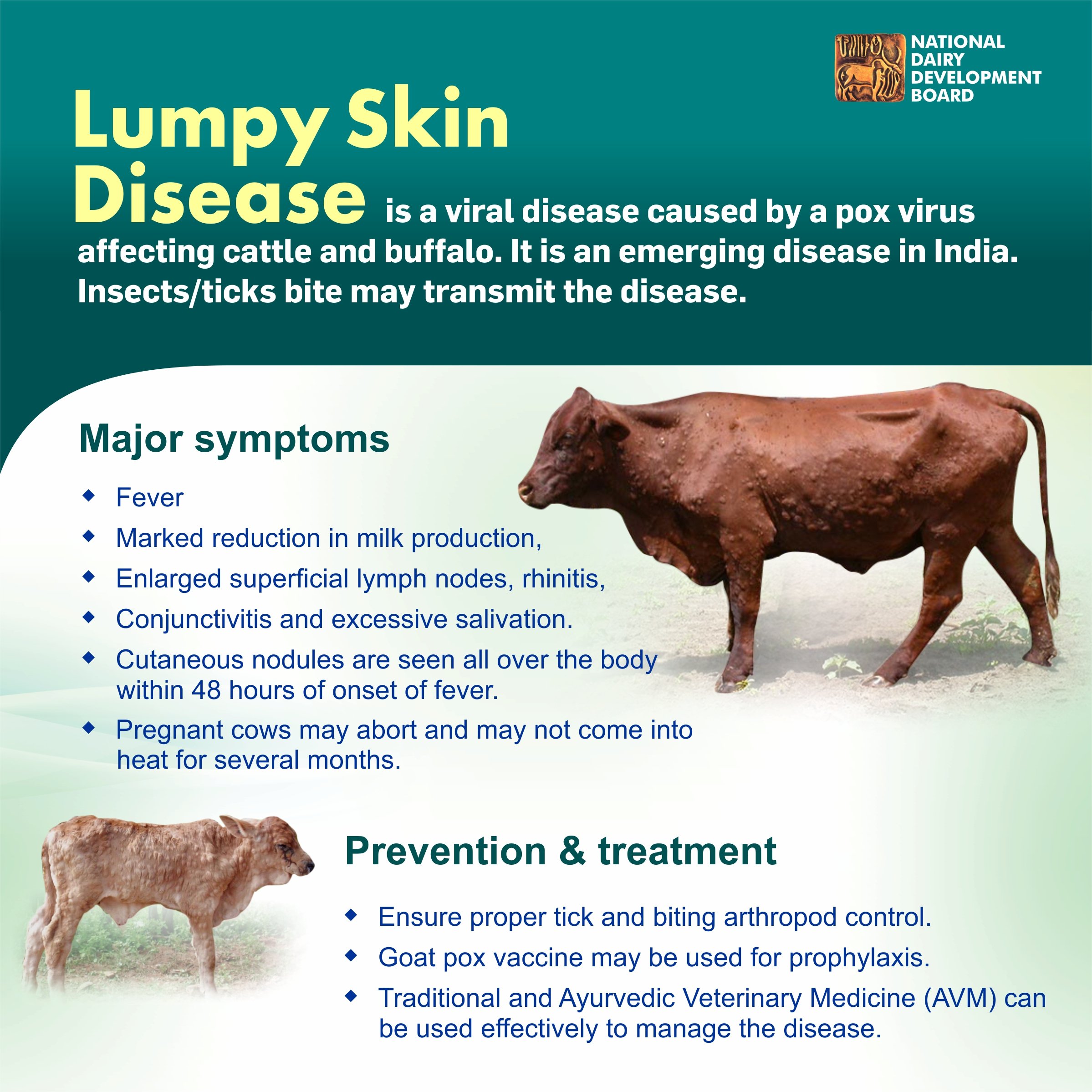 Lumpy Virus Skin Disease Causes And Prevention 