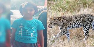 Leopard Scare: Leopard scare comes back to haunt devotees trekking up to  Tirumala