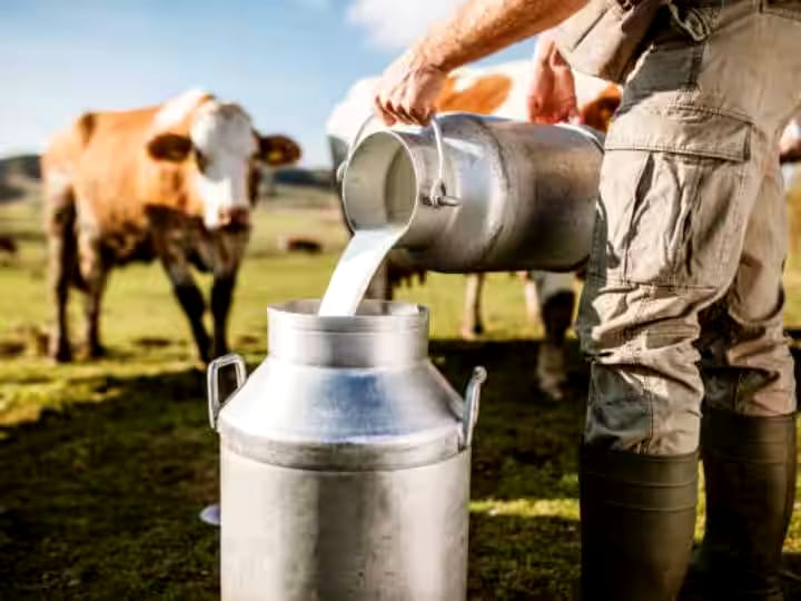 How nutritious is the milk of Punganur cows compared to nor