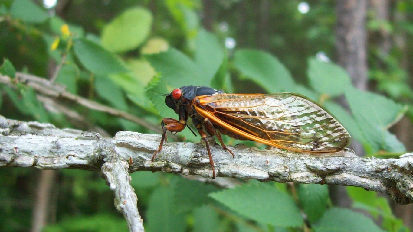 Cicada Invasion Puts U.S. Agriculture at Risk.