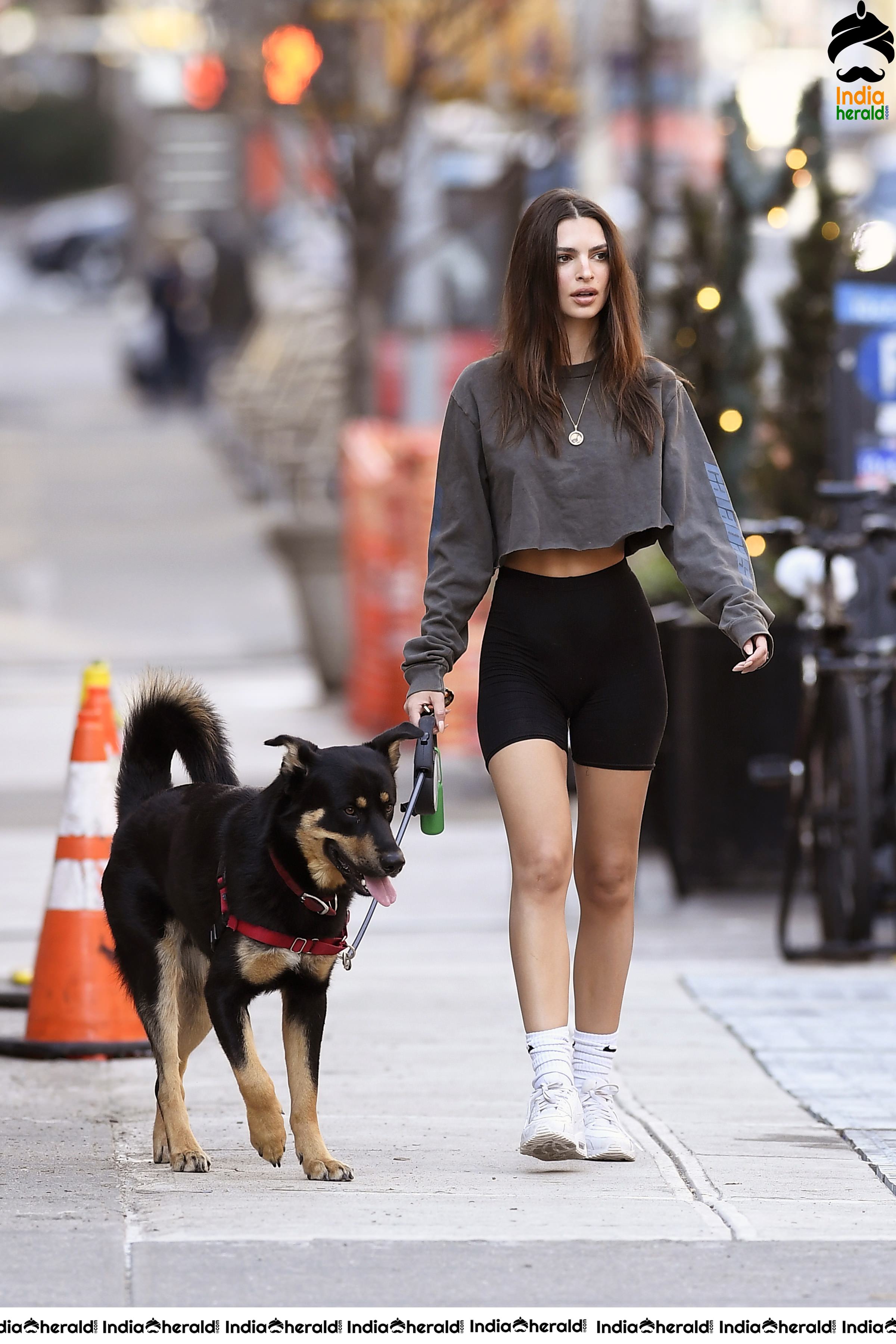 Emily Ratajkowski in short top and caught by Paparazzi whilewalking her dog in NYC