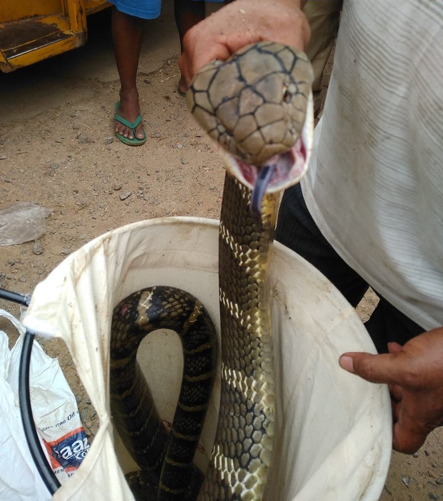 A 12 Feet Long Cobra Rescued From CRPF Camp In Rayagada