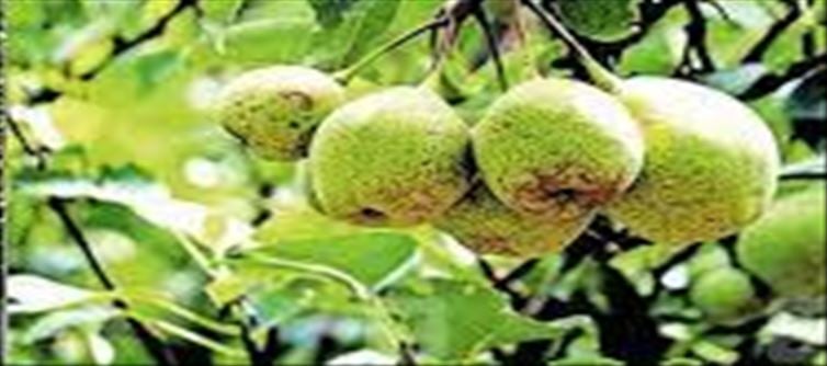 Pear farming: Earns Rs 1 crore annually!