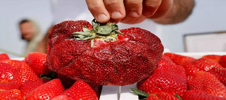 Heaviest strawberry in the world - broke Japan's record!!!