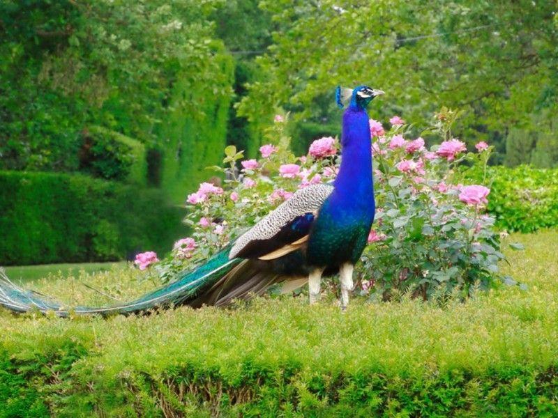 Beautiful Birds Hd Wallpapers