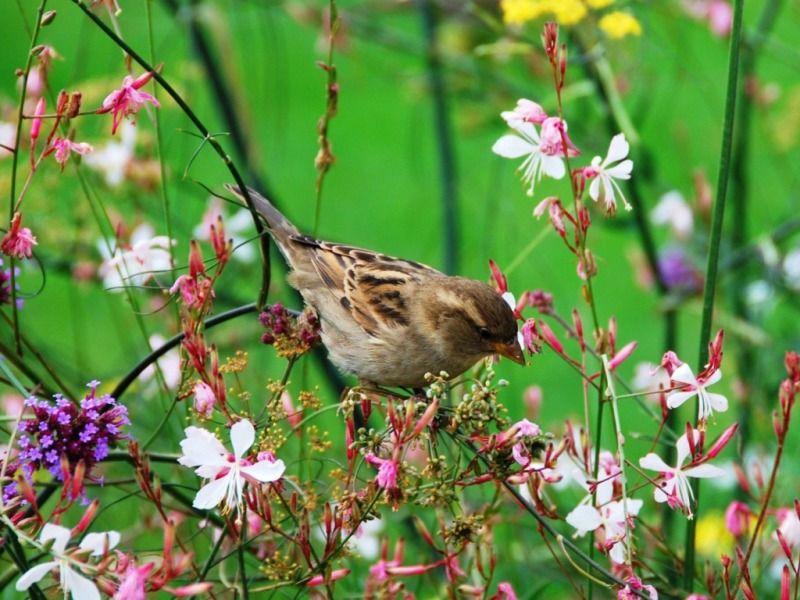 Beautiful Birds Hd Wallpapers