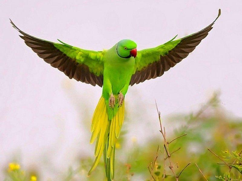 Beautiful Birds Hd Wallpapers