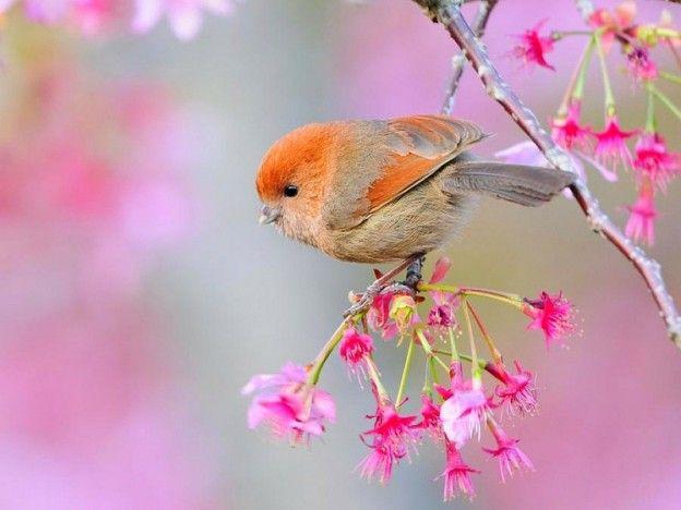 Beautiful Birds Hd Wallpapers