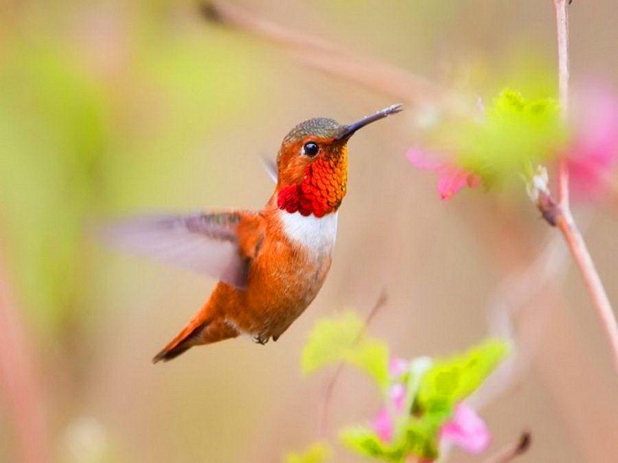 Beautiful Birds Hd Wallpapers