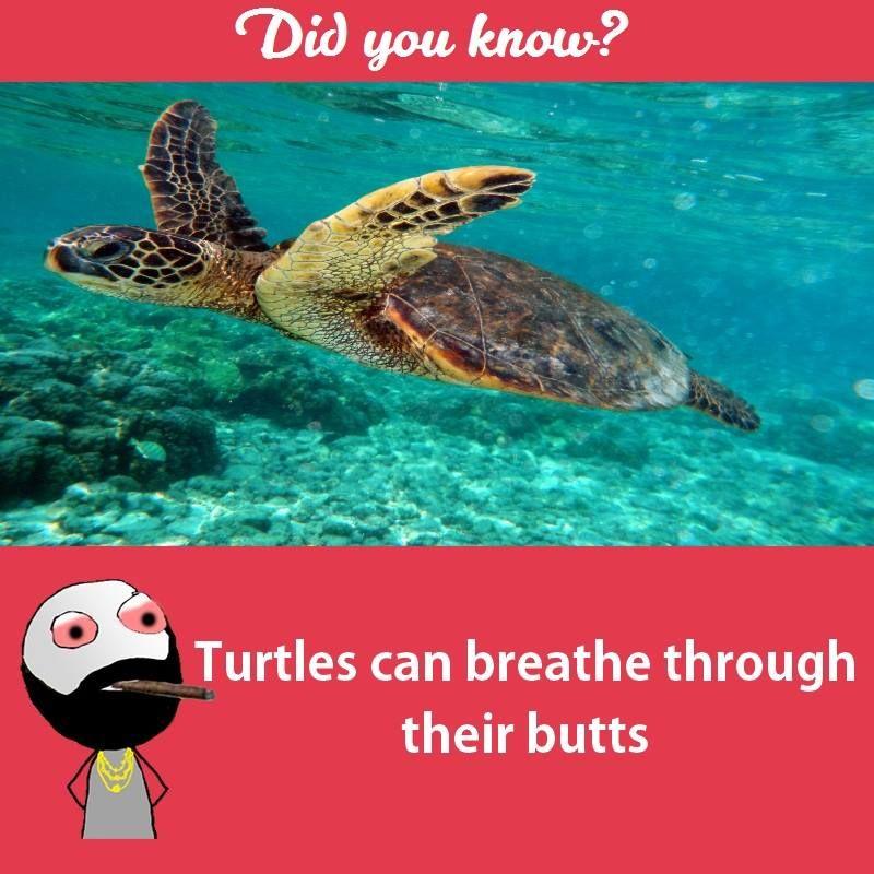 Interesting facts about animals