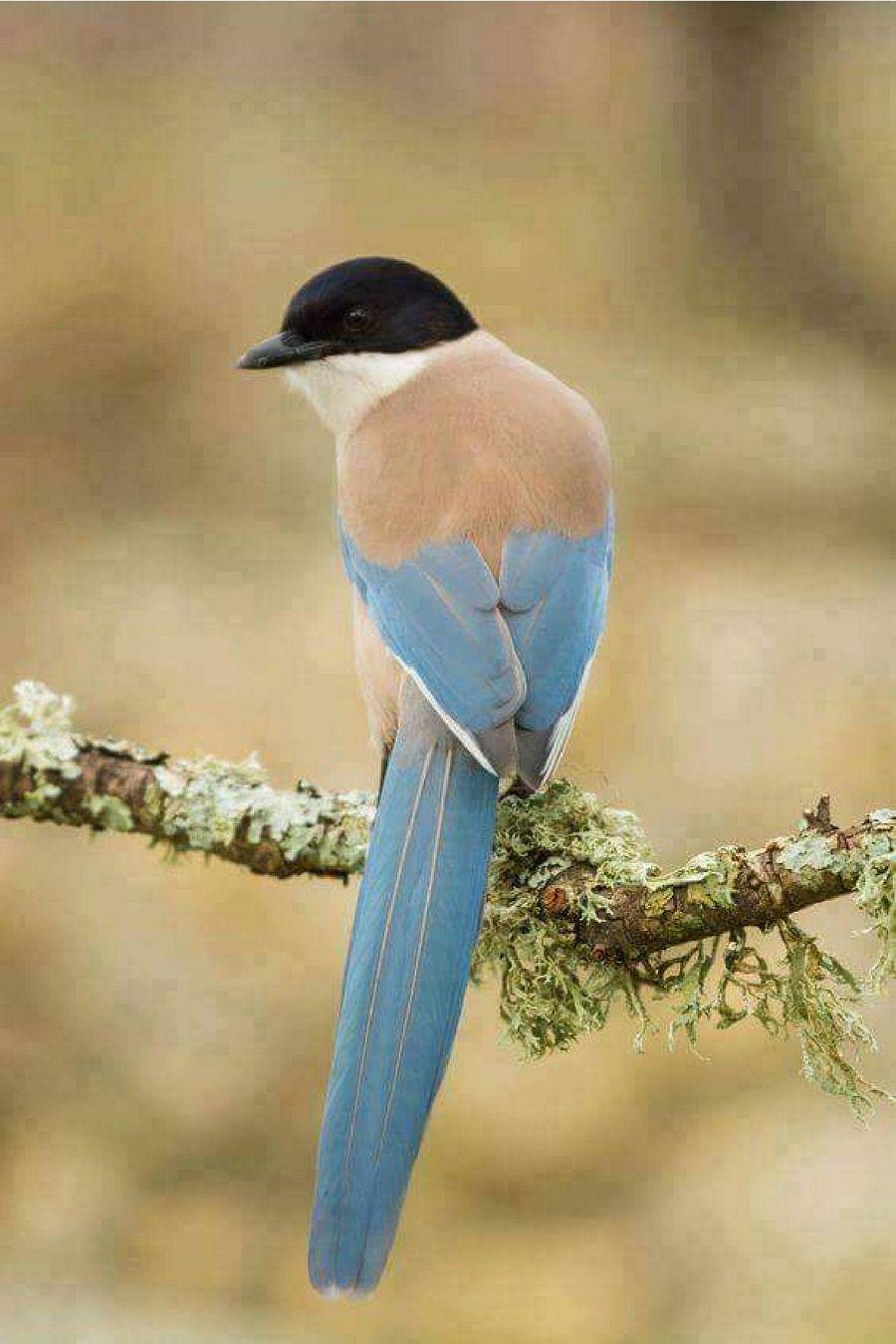 Most Colourful Birds in the World