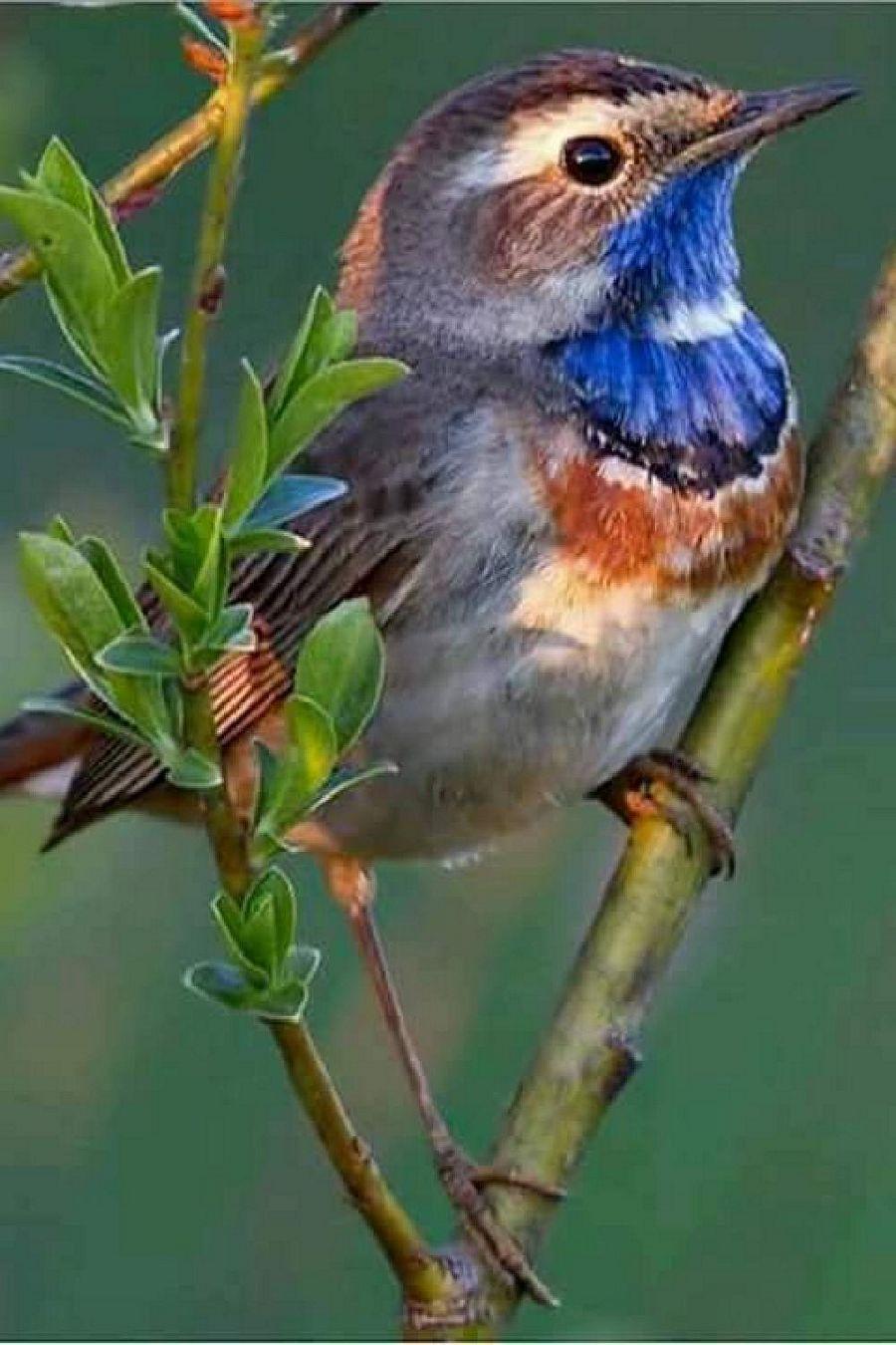 Most Colourful Birds in the World