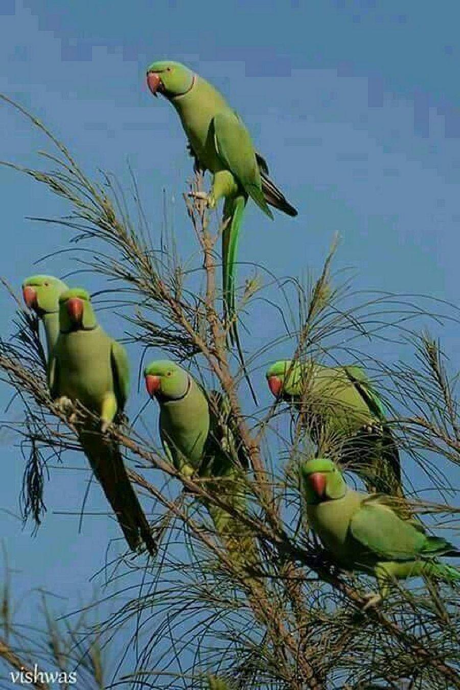 Most Colourful Birds in the World