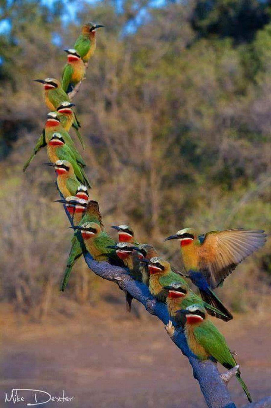 Most Colourful Birds in the World