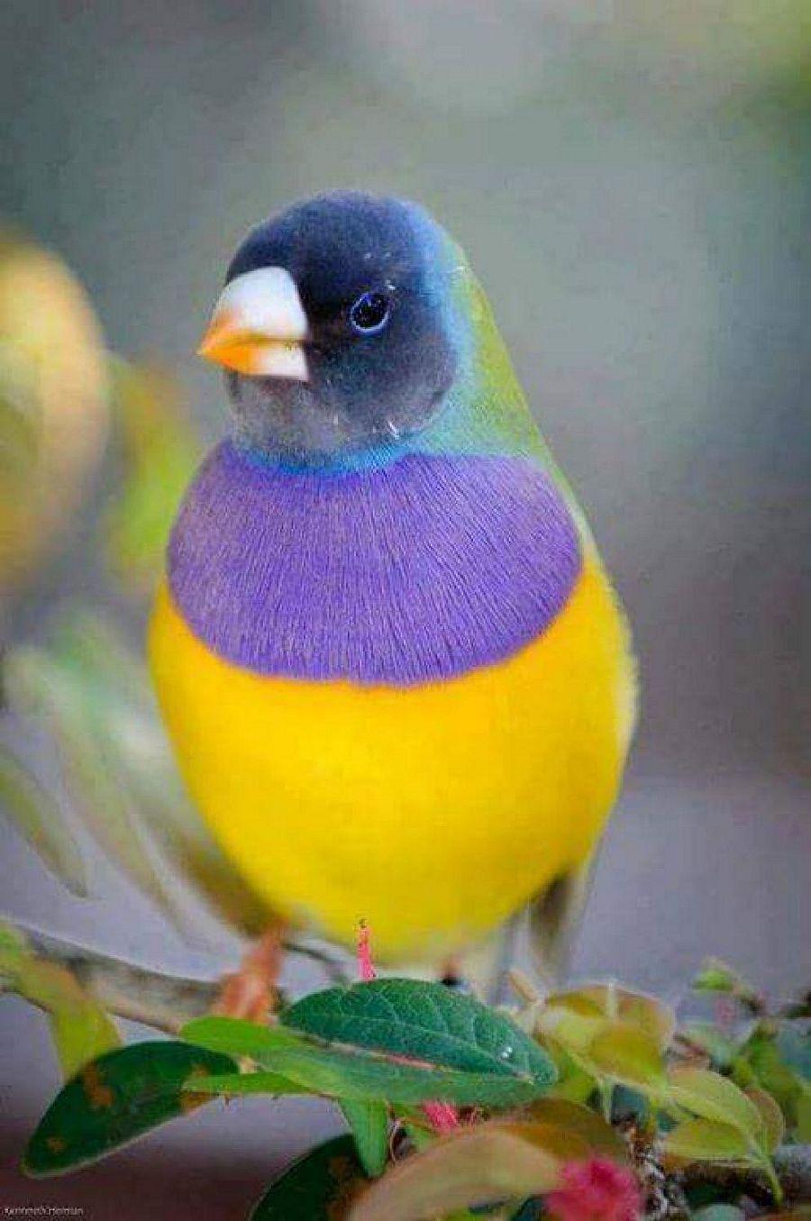 Most Colourful Birds in the World