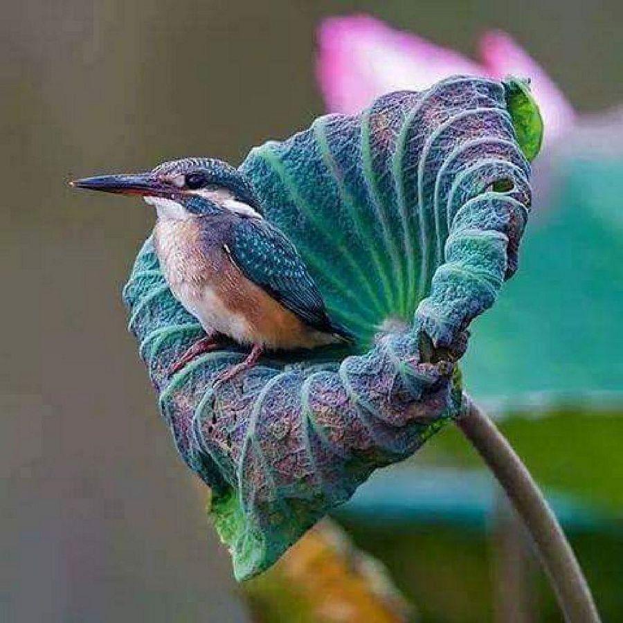 Most Colourful Birds in the World