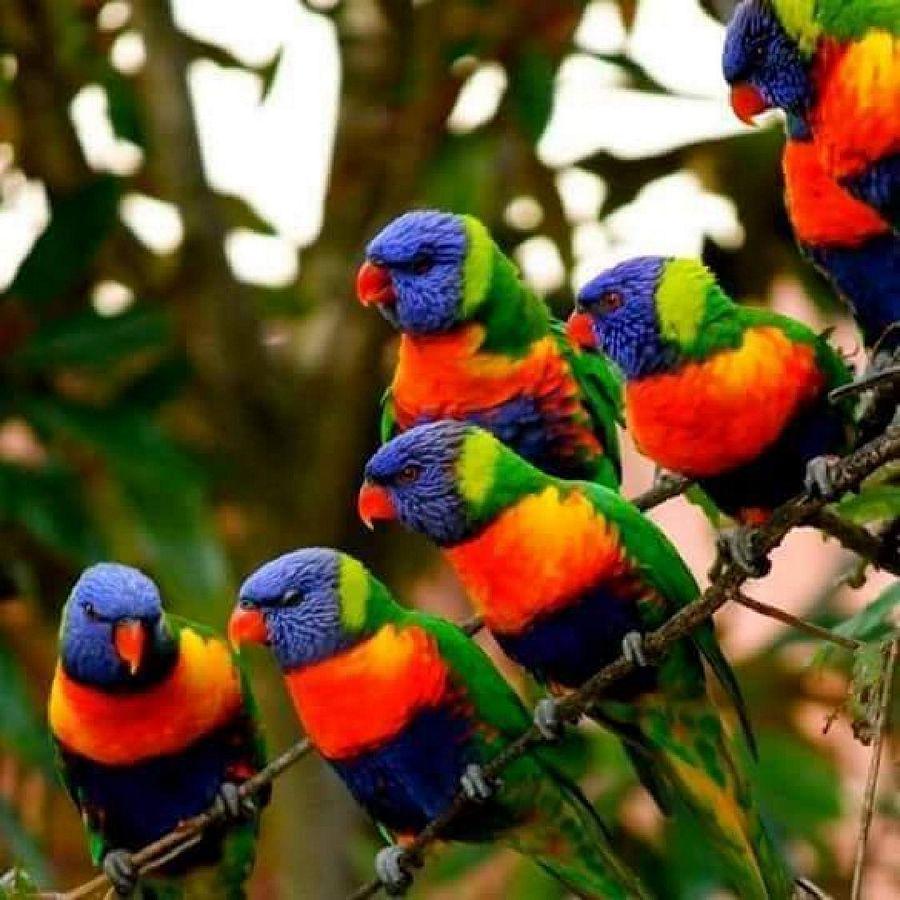 Most Colourful Birds in the World