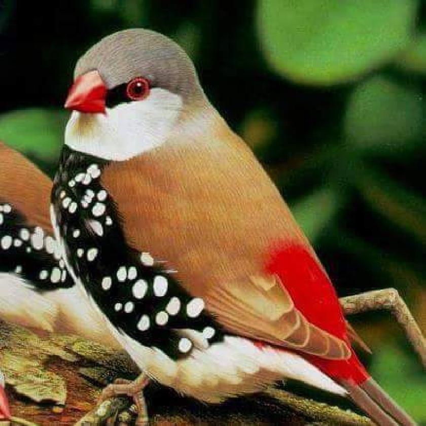 Most Colourful Birds in the World