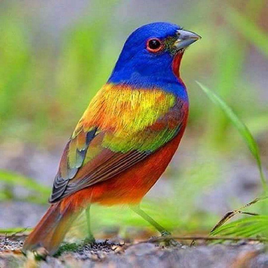 Most Colourful Birds in the World