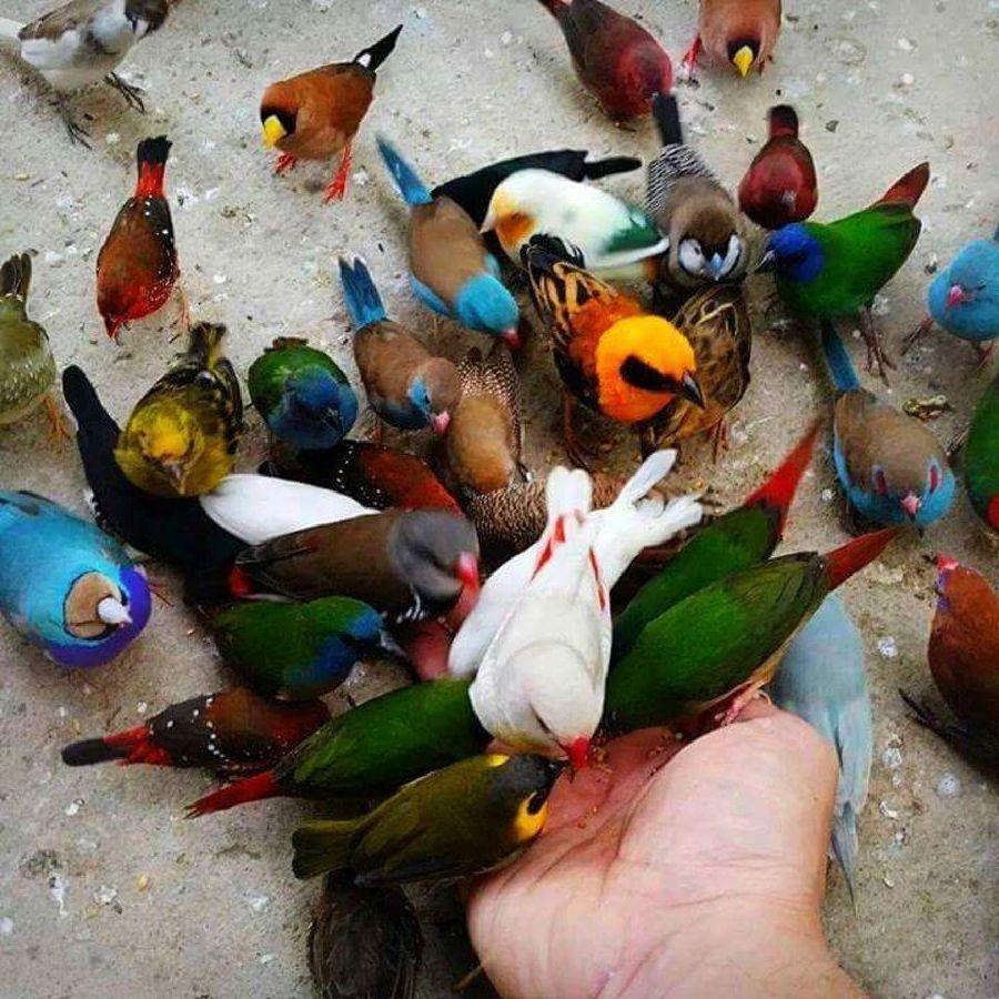 Most Colourful Birds in the World