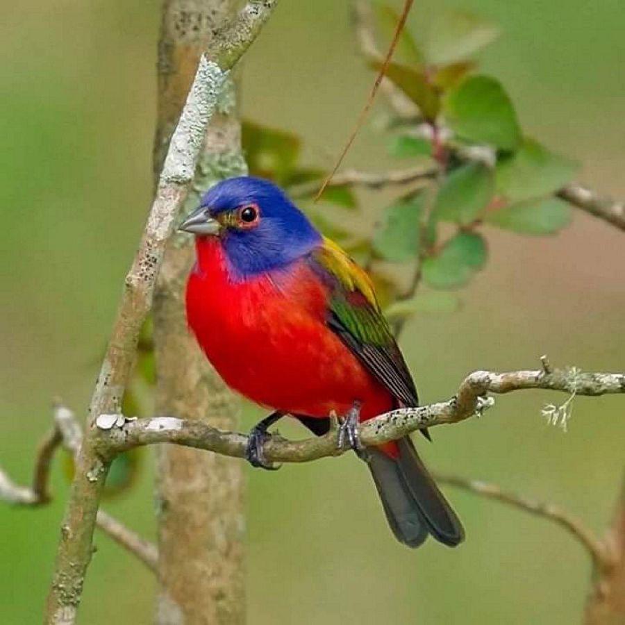 Most Colourful Birds in the World