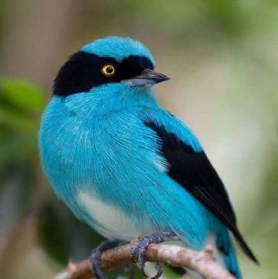 Most Colourful Birds in the World