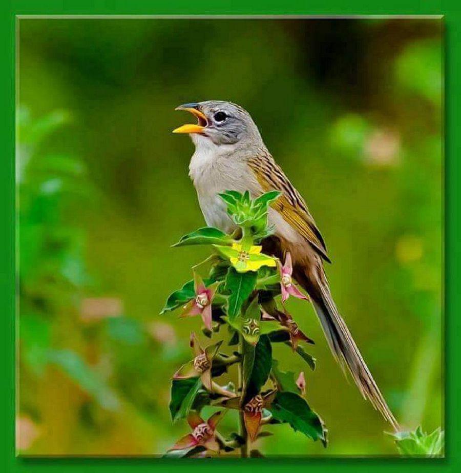 Most Colourful Birds in the World