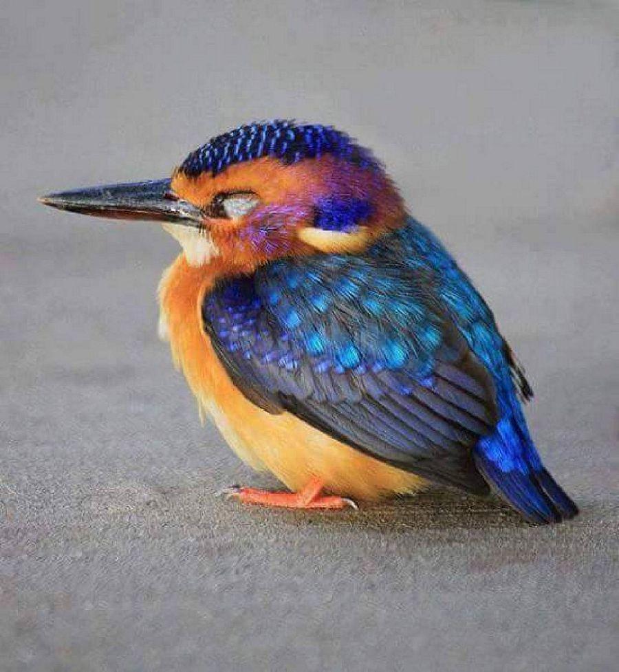 Most Colourful Birds in the World