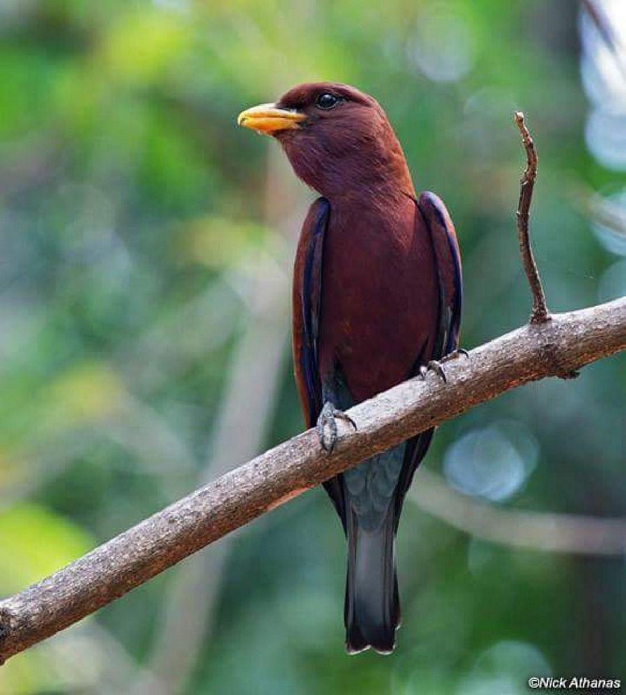 Most Colourful Birds in the World