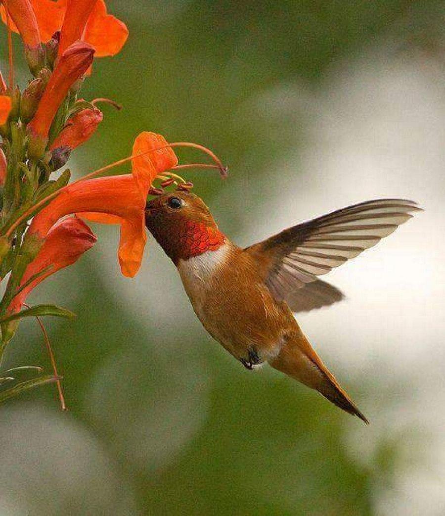 Most Colourful Birds in the World