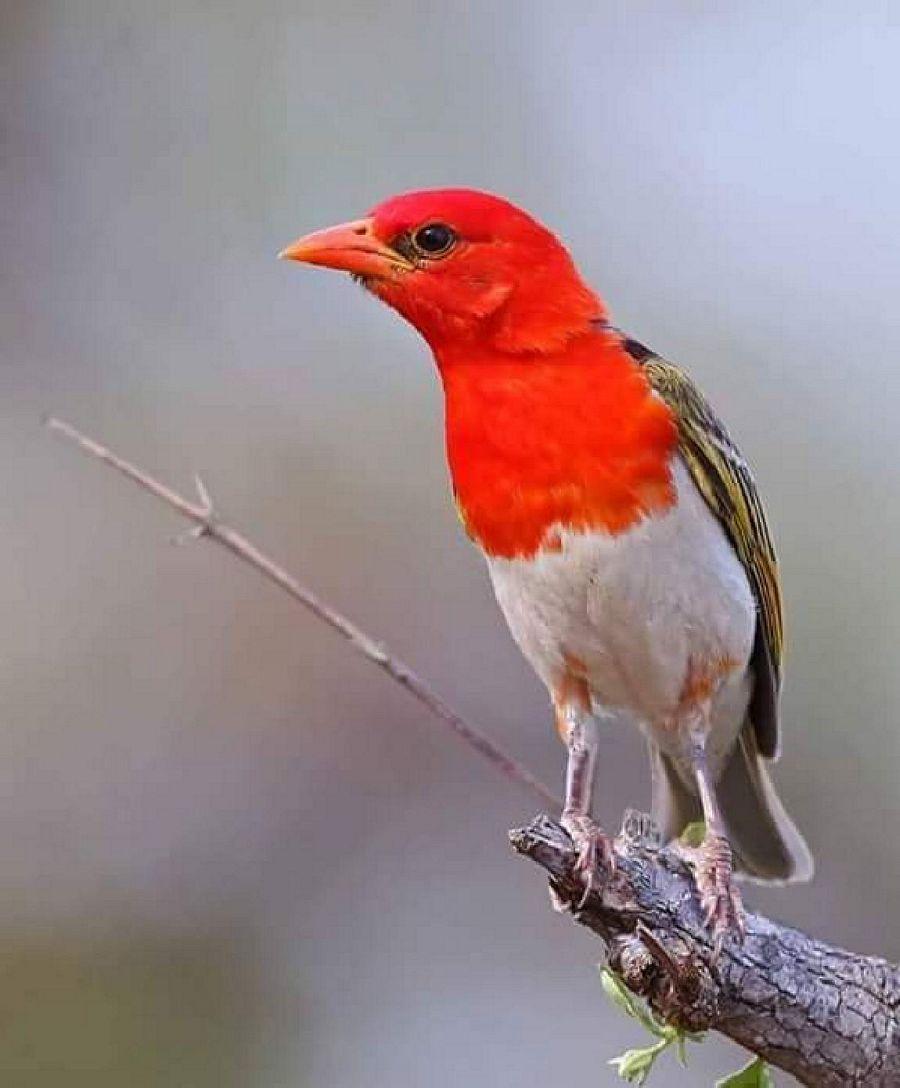 Most Colourful Birds in the World