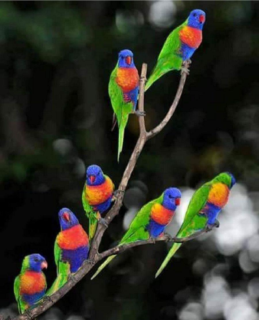 Most Colourful Birds in the World