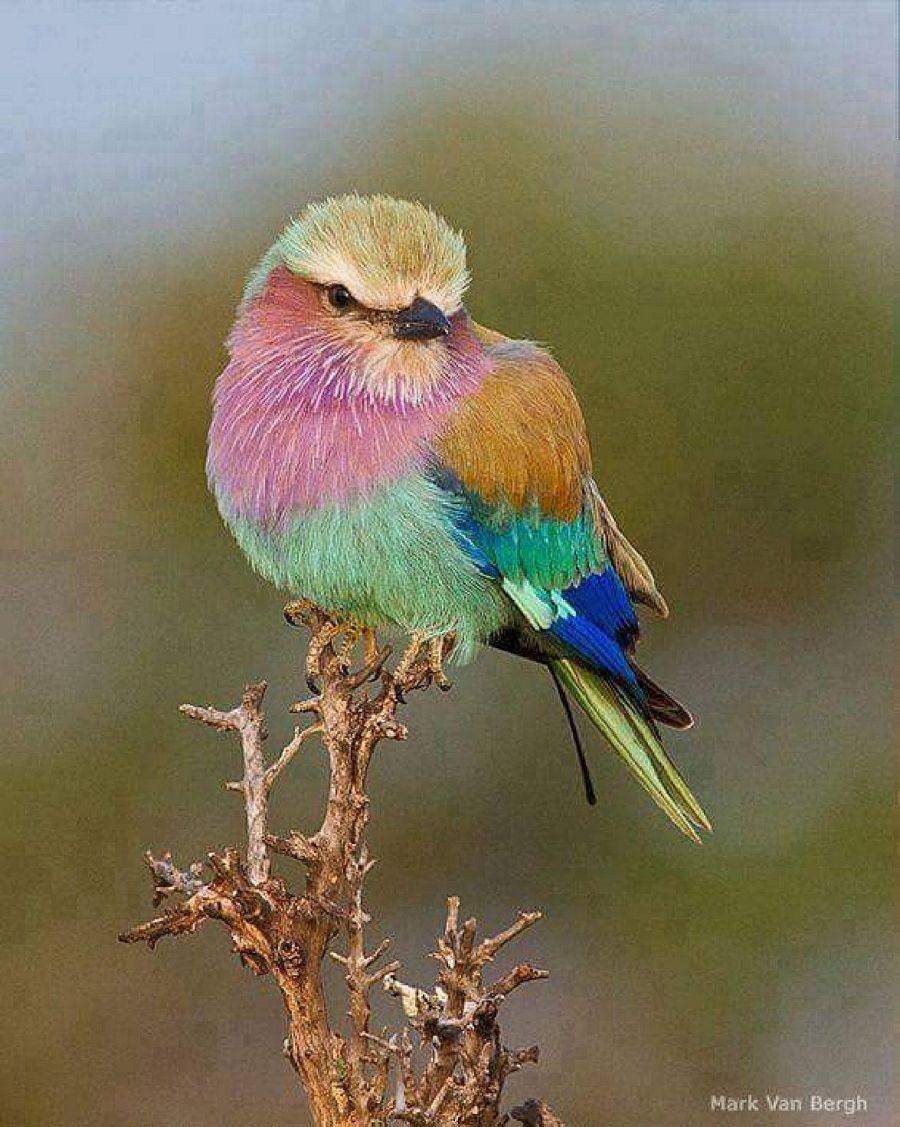 Most Colourful Birds in the World