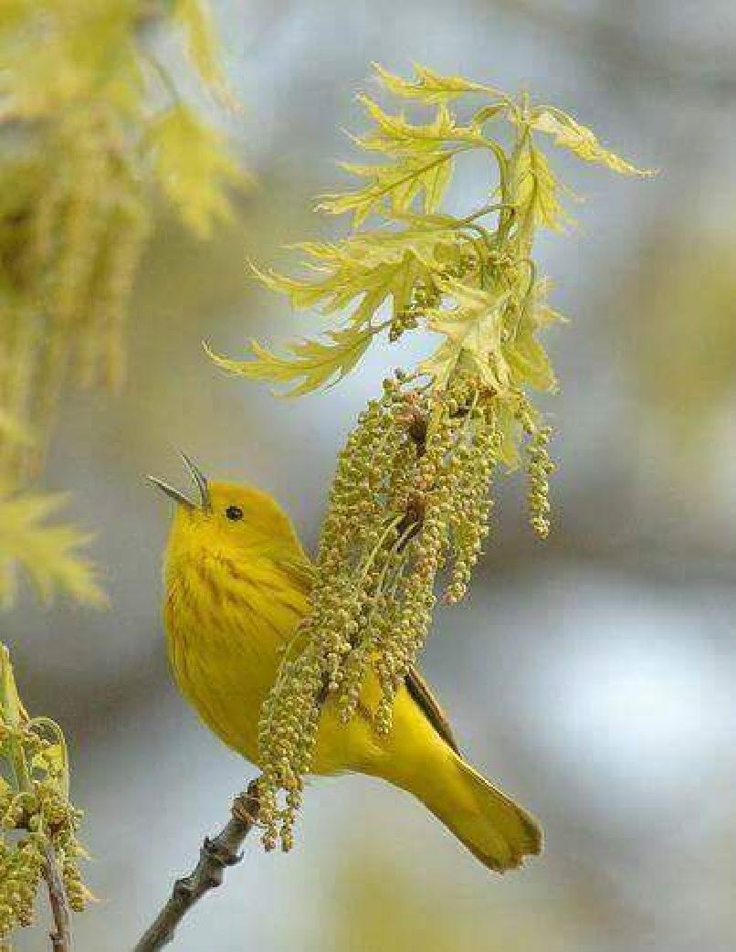 Most Colourful Birds in the World