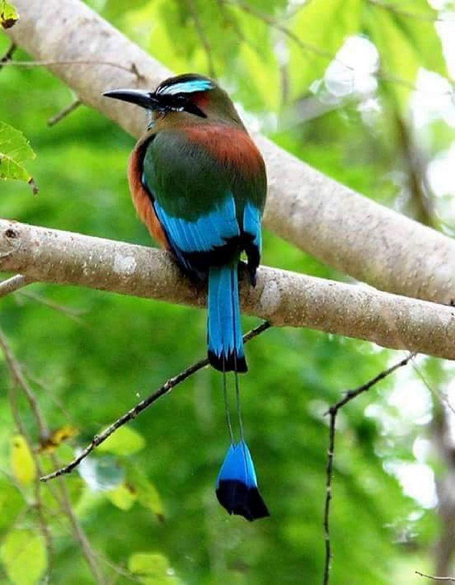 Most Colourful Birds in the World