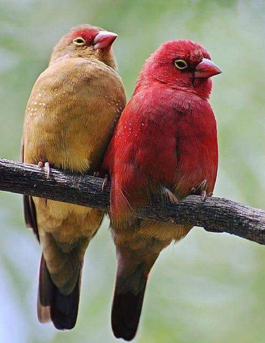 Most Colourful Birds in the World