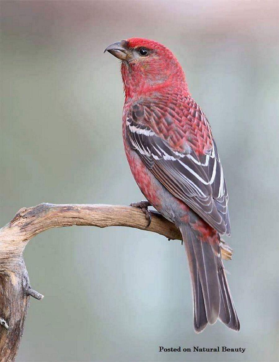 Most Colourful Birds in the World