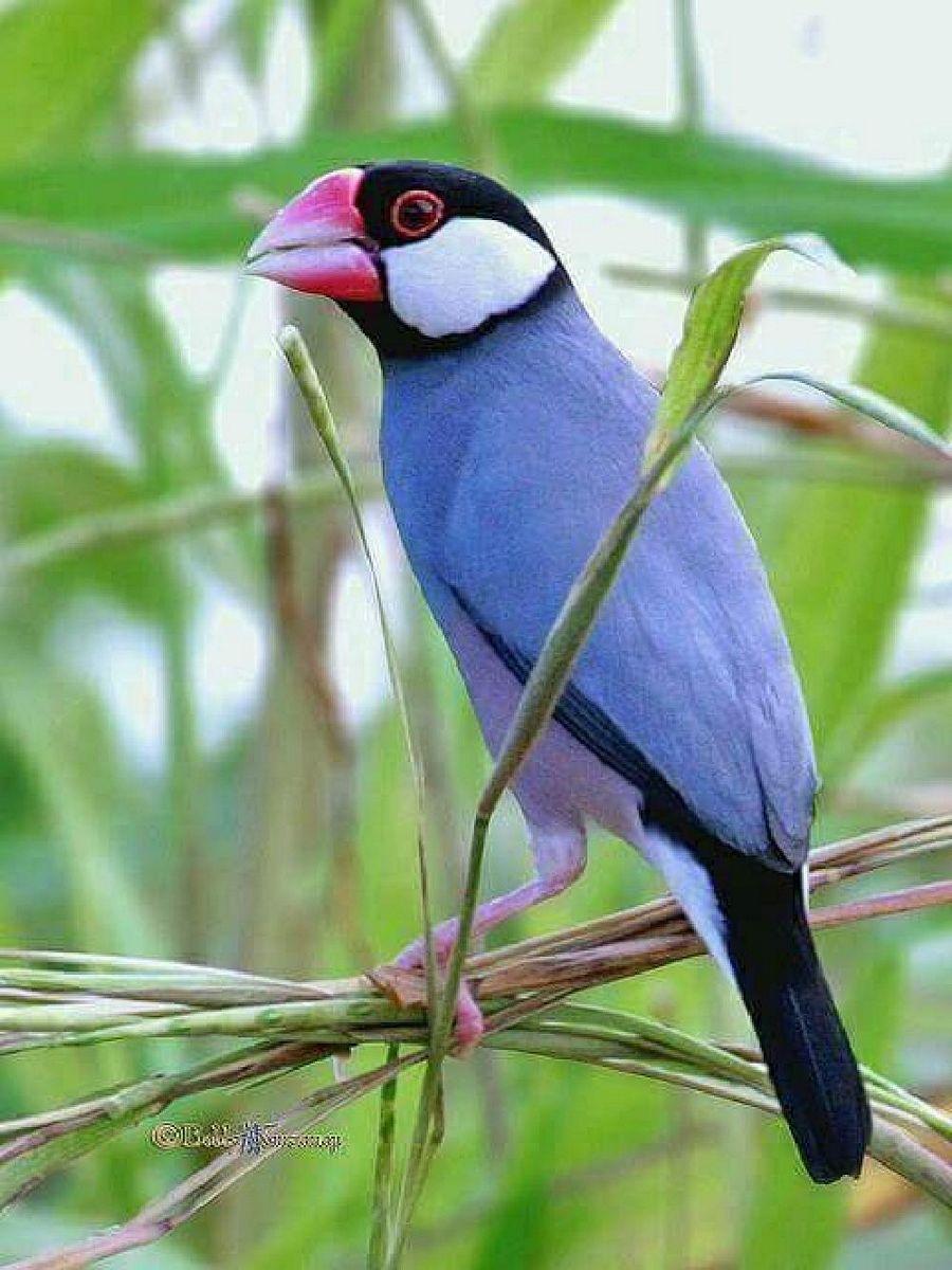 Most Colourful Birds in the World