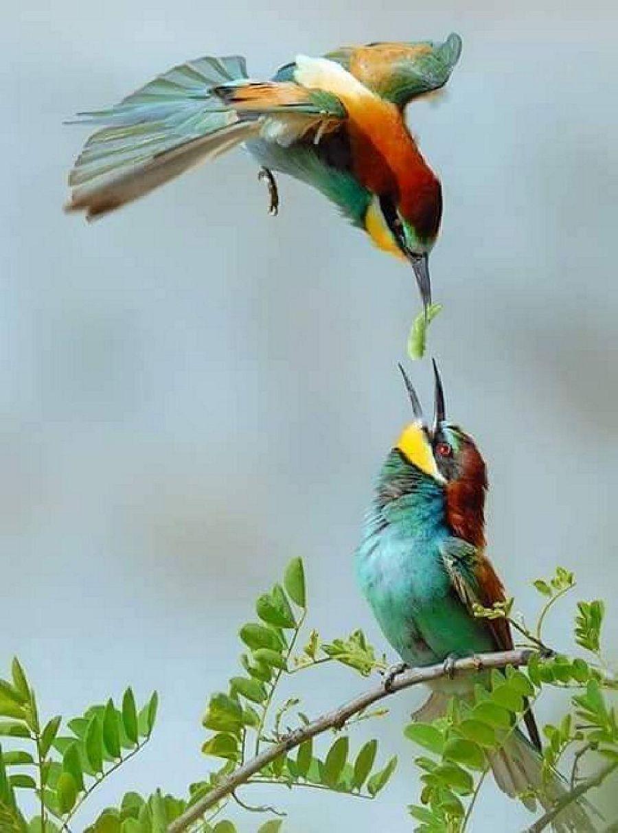 Most Colourful Birds in the World