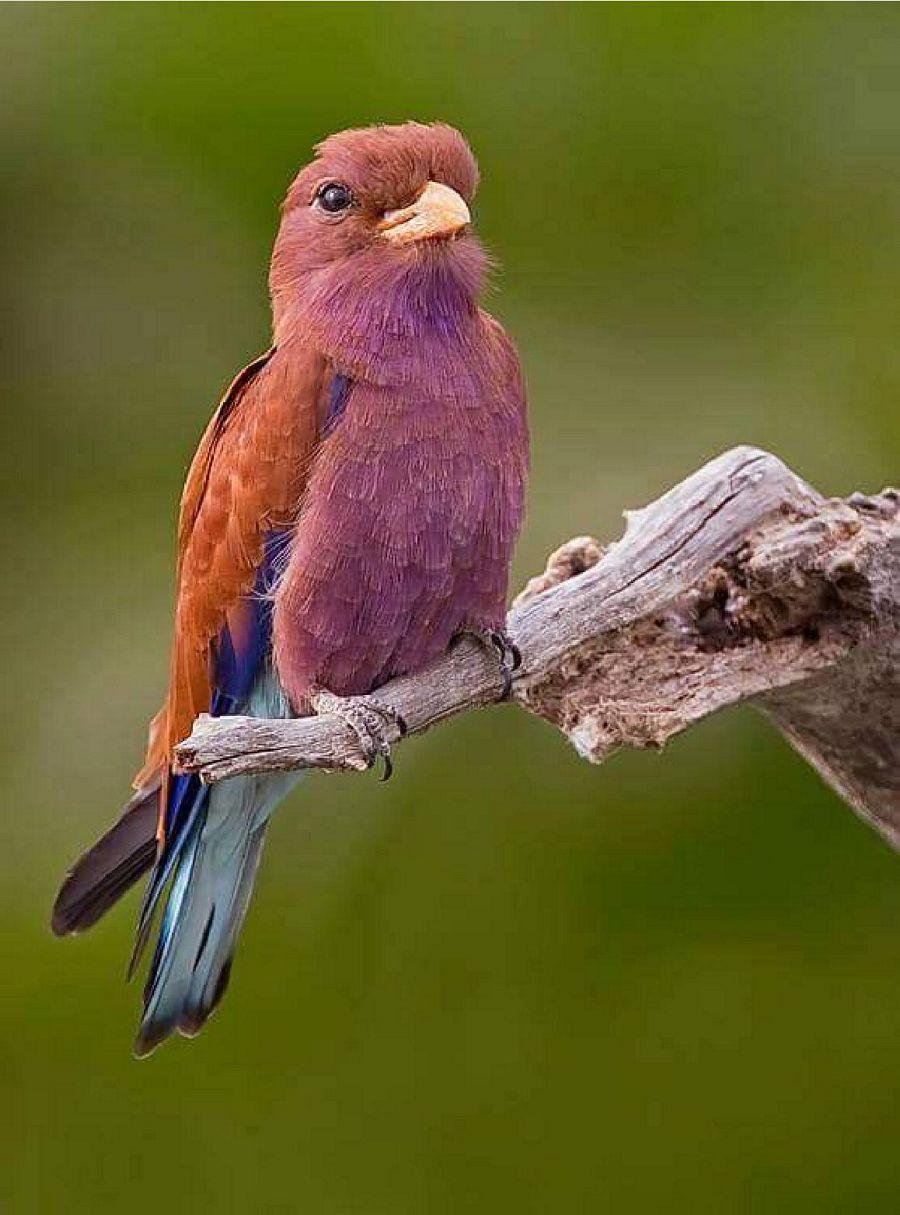 Most Colourful Birds in the World