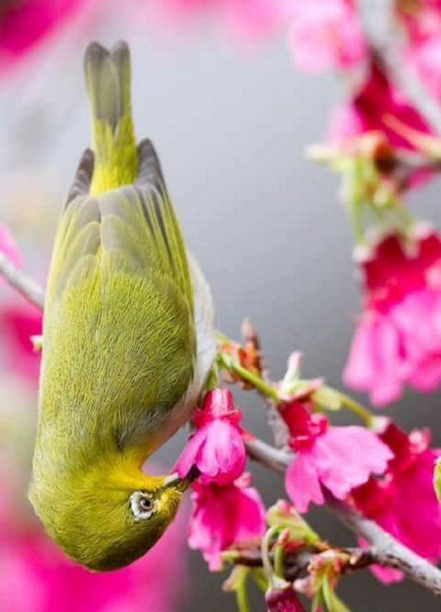 Most Colourful Birds in the World