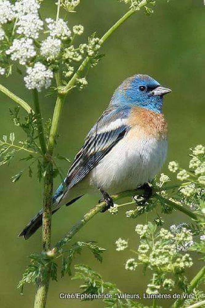 Most Colourful Birds in the World