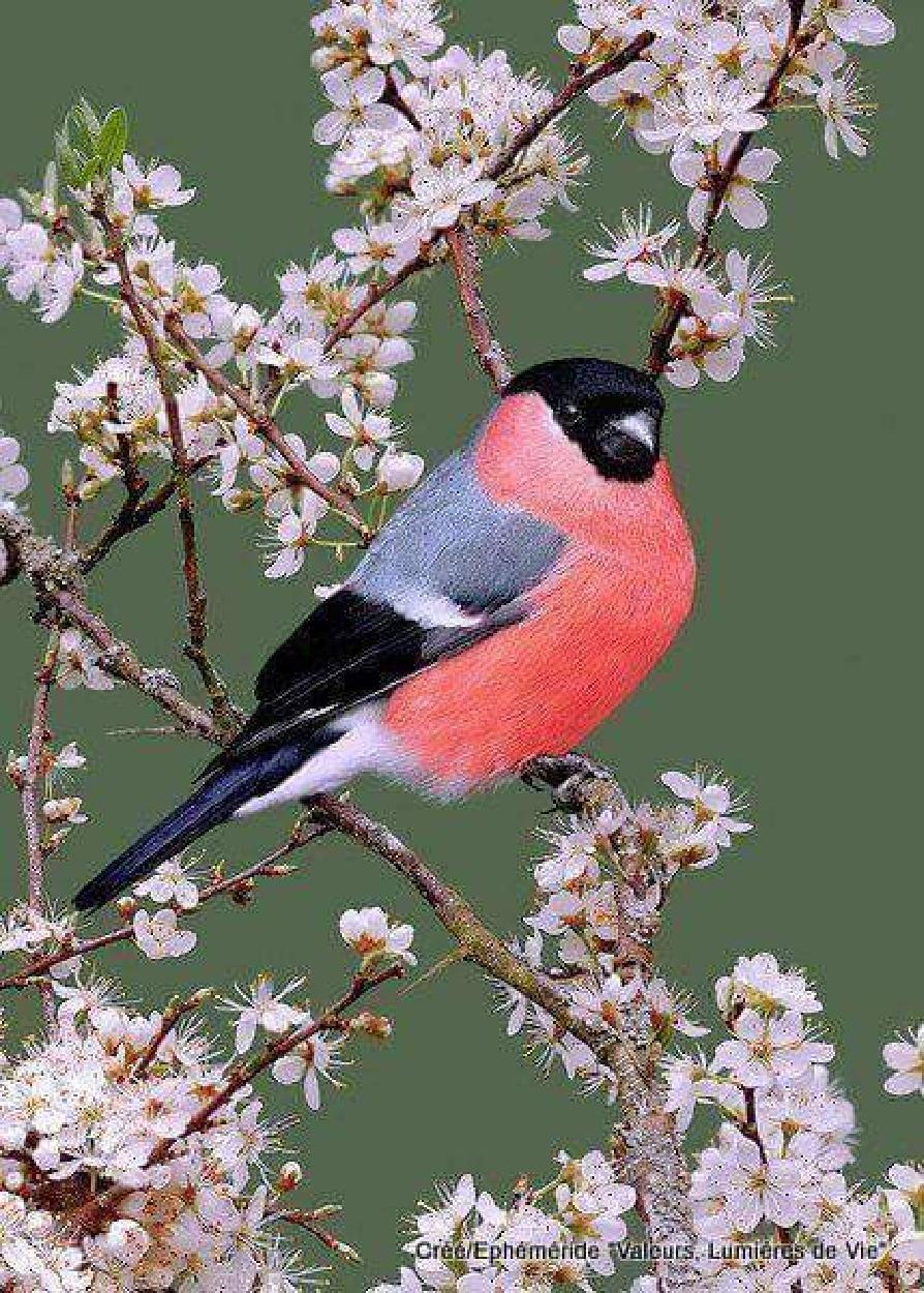 Most Colourful Birds in the World