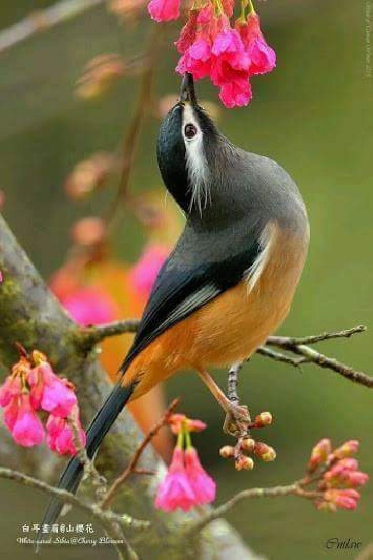 Most Colourful Birds in the World