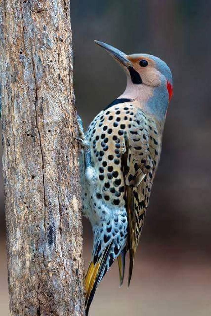 Most Colourful Birds in the World