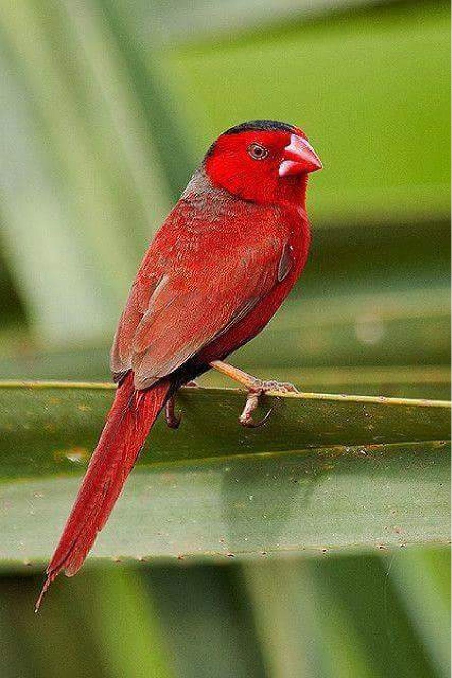 Most Colourful Birds in the World