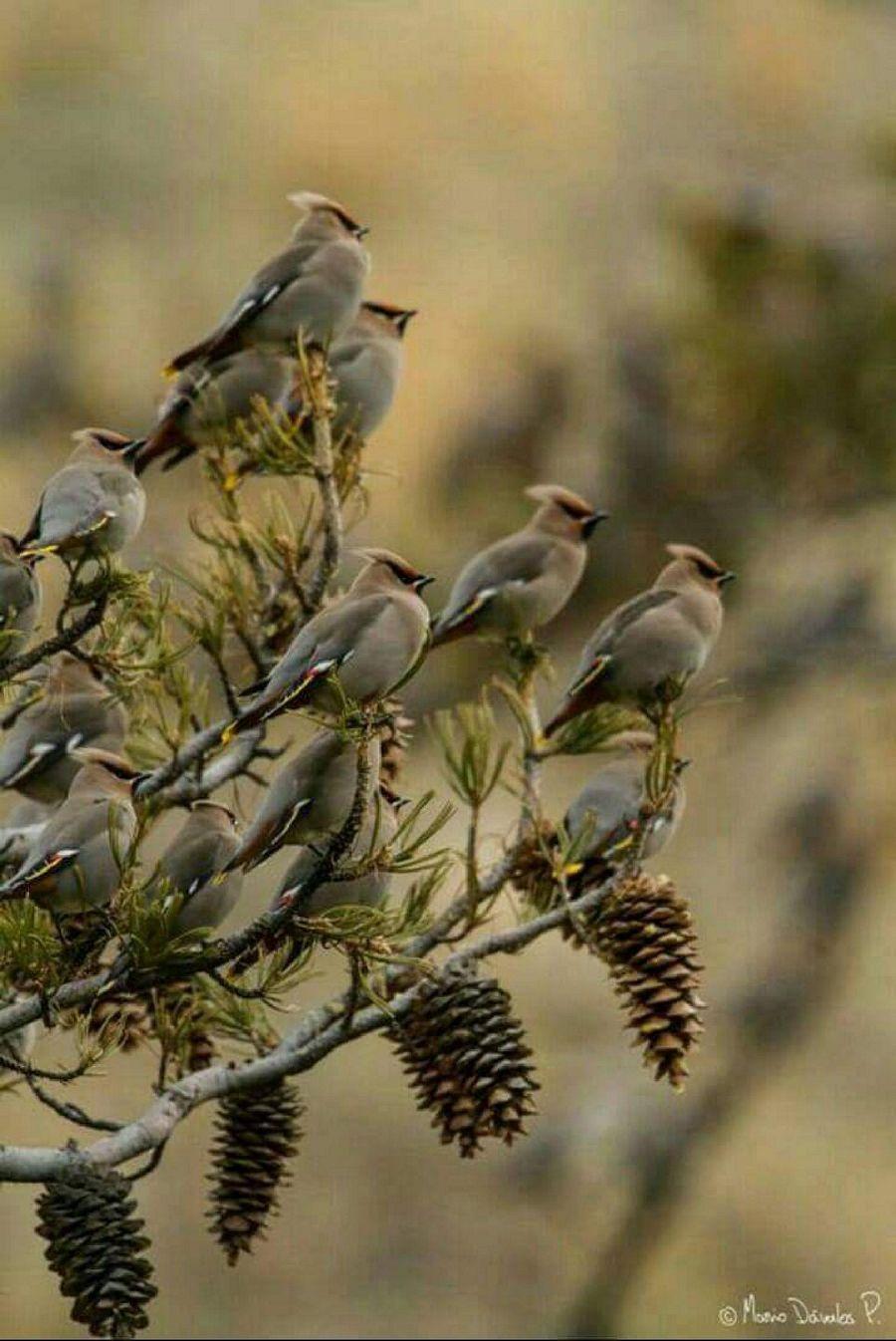 Most Colourful Birds in the World