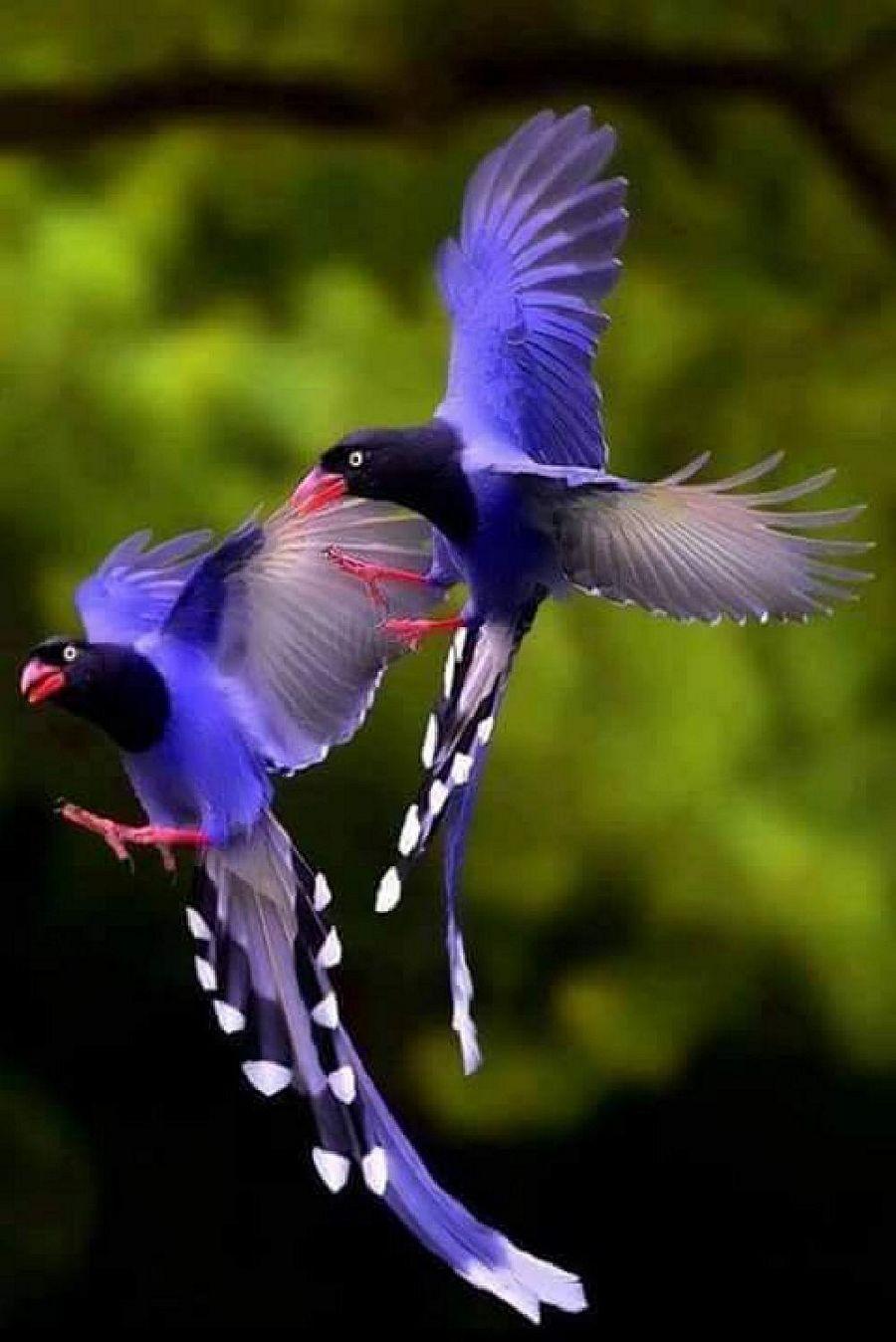 Most Colourful Birds in the World