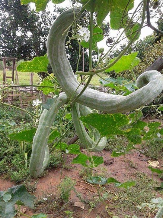 Agricultural Unusual Happenings Photos